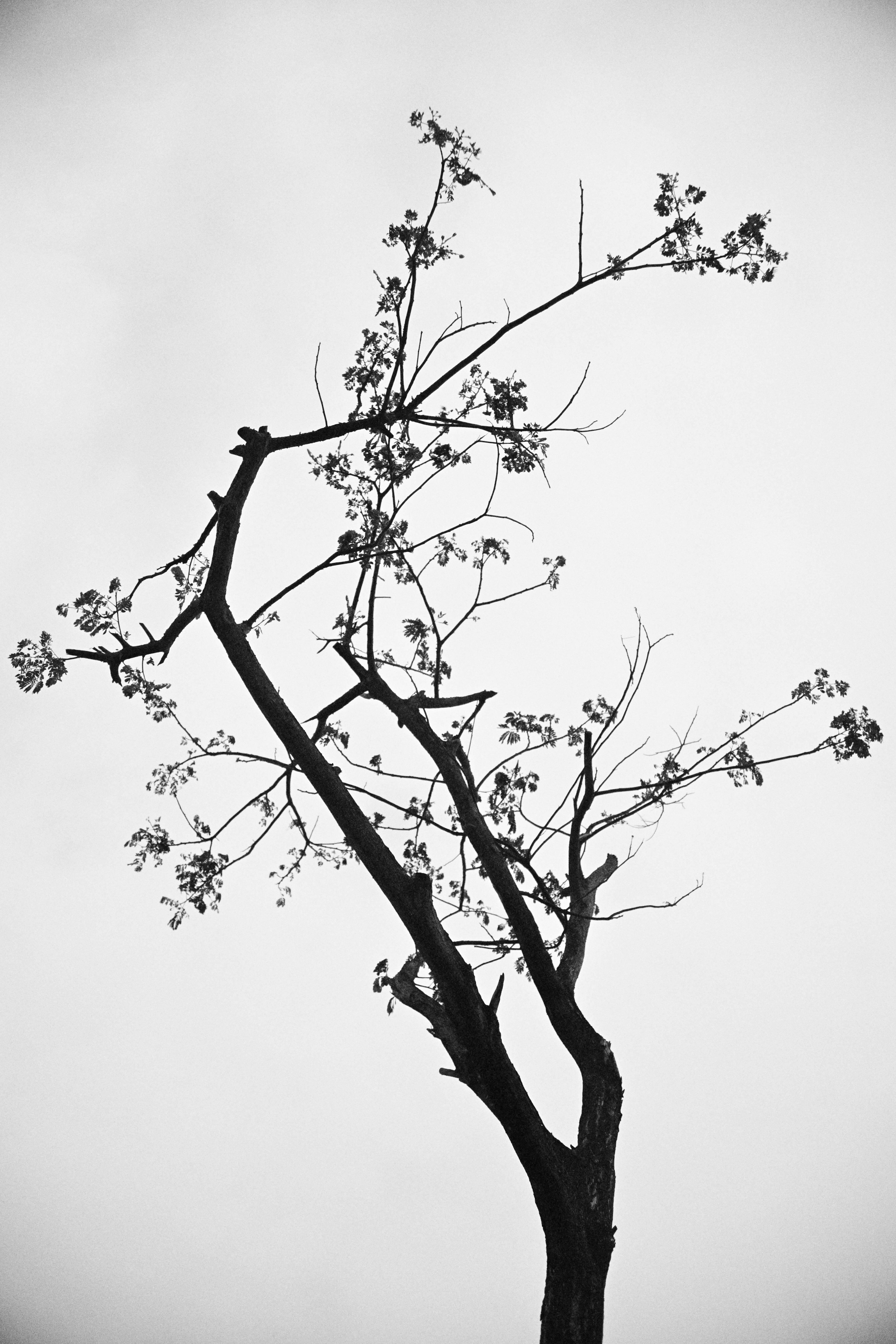 行道树 11
